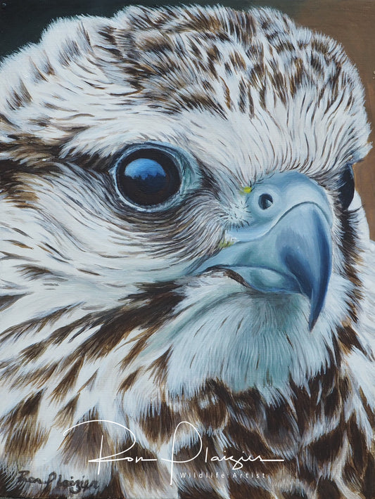 Saker Falcon Study - 8"x6"- Sold - image 0