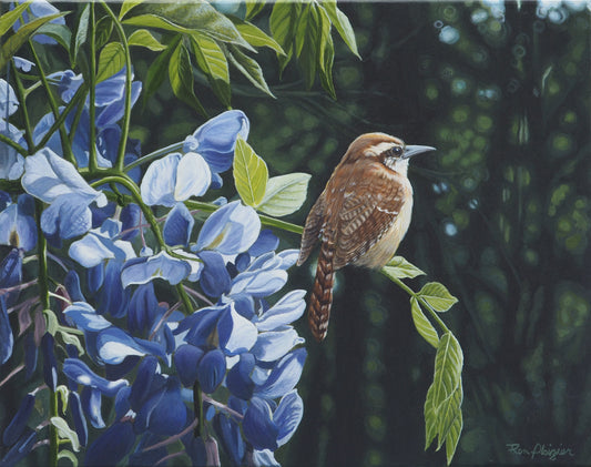 Carolina Wren - 11"x14" Original Framed image 0