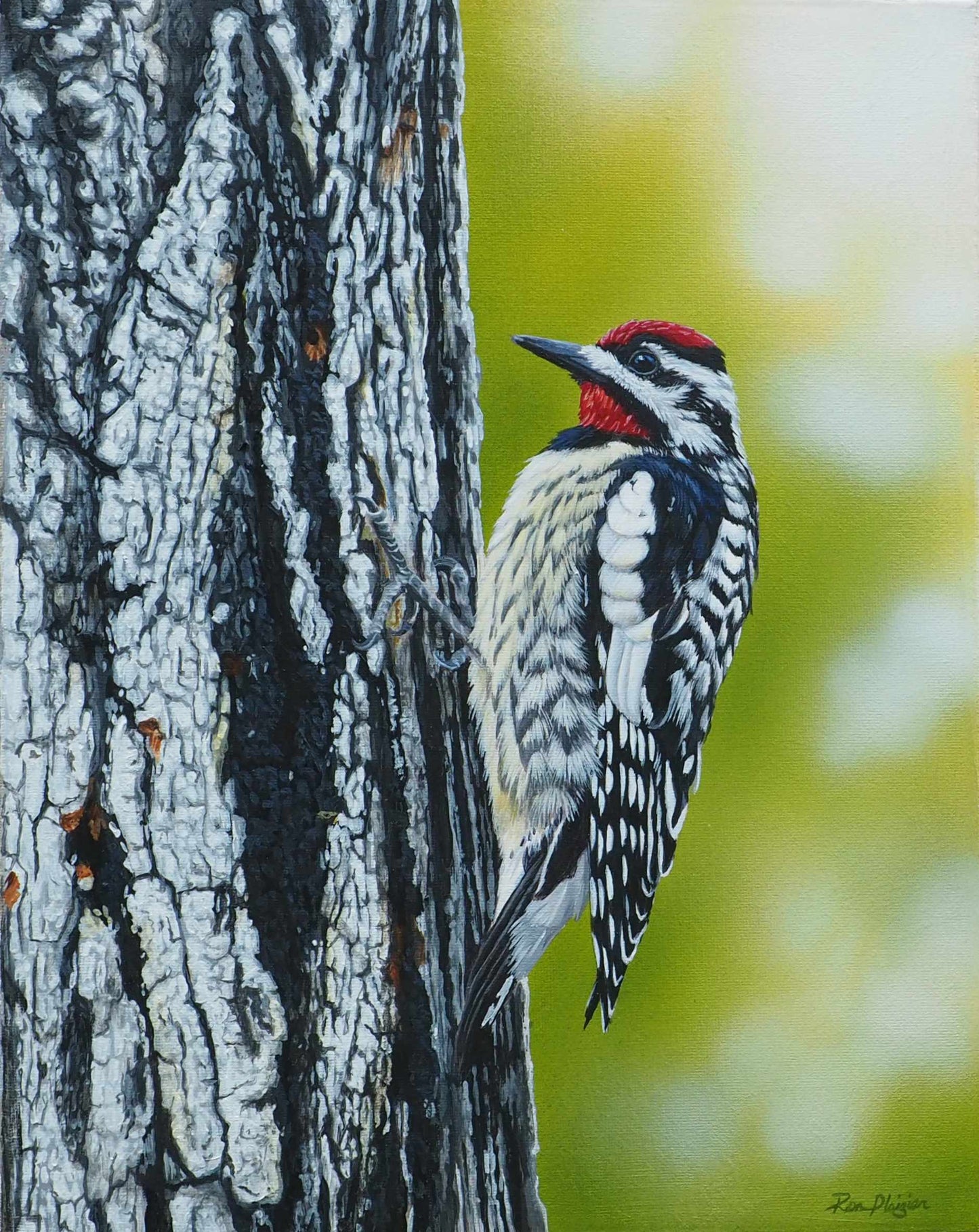 Little Drummer - Yellow-bellied Sapsucker 14"x11" - Sold - image 0