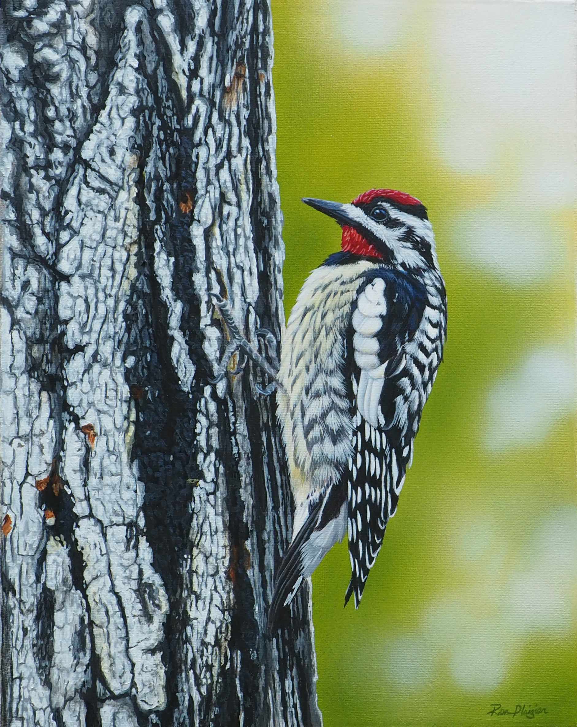 Little Drummer - Yellow-bellied Sapsucker 14"x11" - Sold - image 0