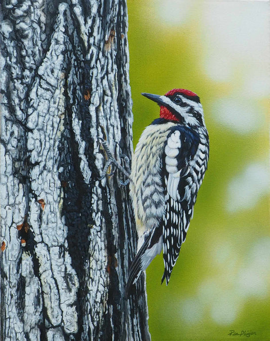 Little Drummer - Yellow-bellied Sapsucker 14"x11" - Sold - image 0