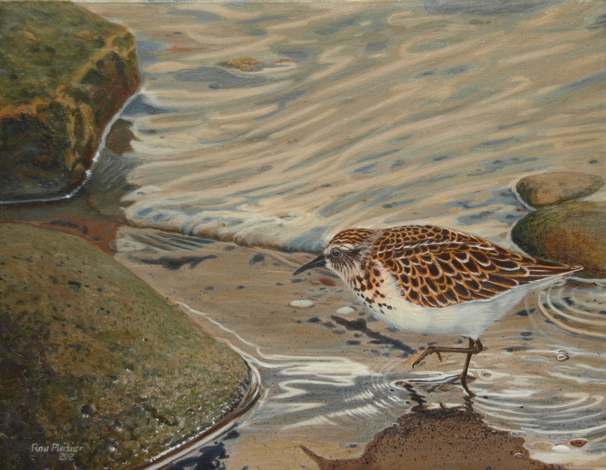 Least Sandpiper 14"x11" - Sold - image 0