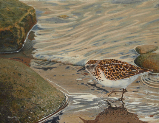 Least Sandpiper 14"x11" - Sold - image 0