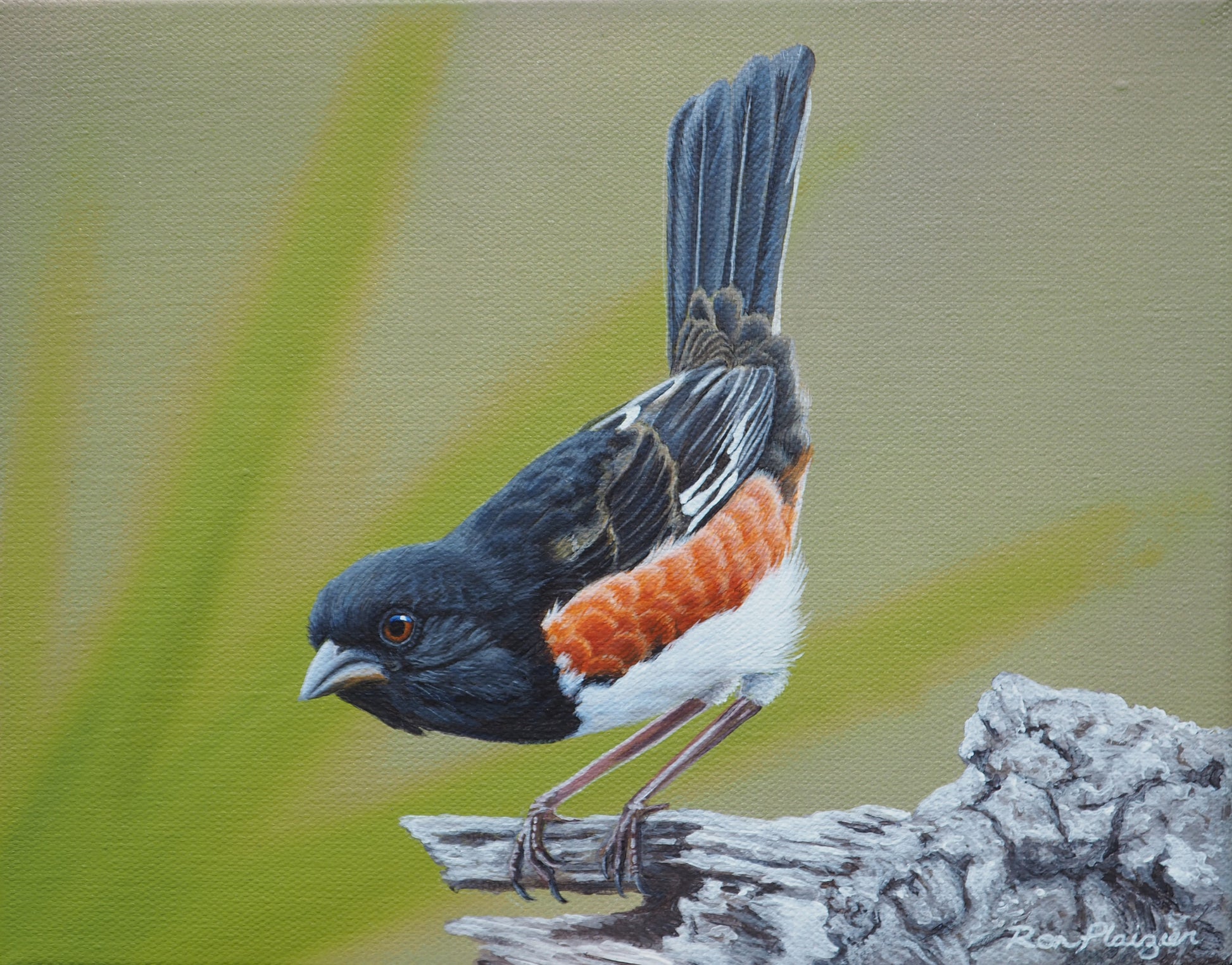 Eastern Towhee - 8"x10" -Sold- image 0