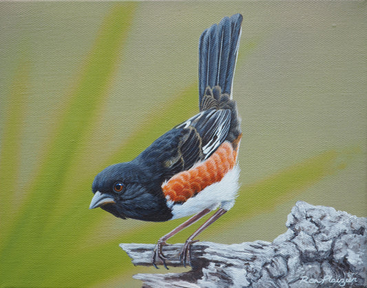 Eastern Towhee - 8"x10" -Sold- image 0