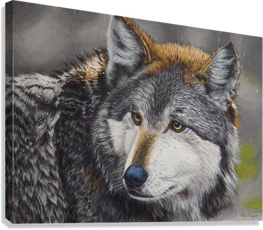 2455488 :: Giclée Stretched Canvas Print