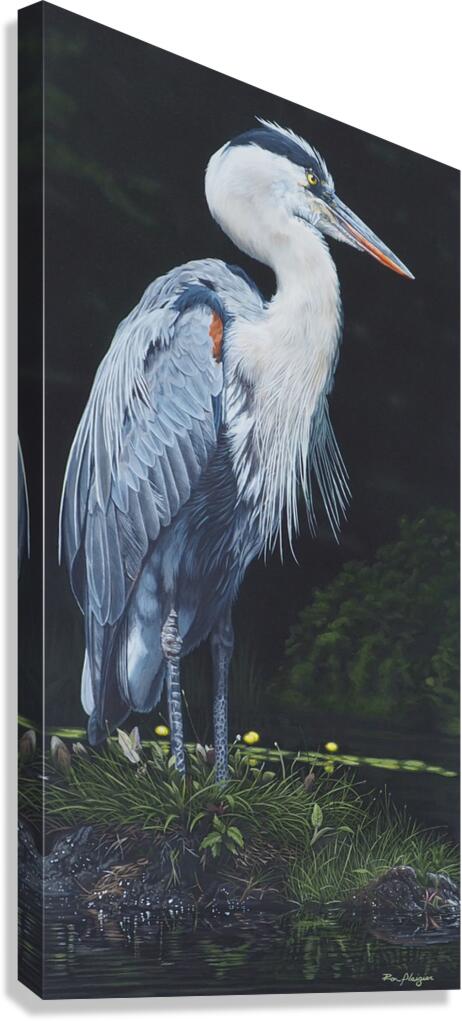 2455506 :: Giclée Stretched Canvas Print