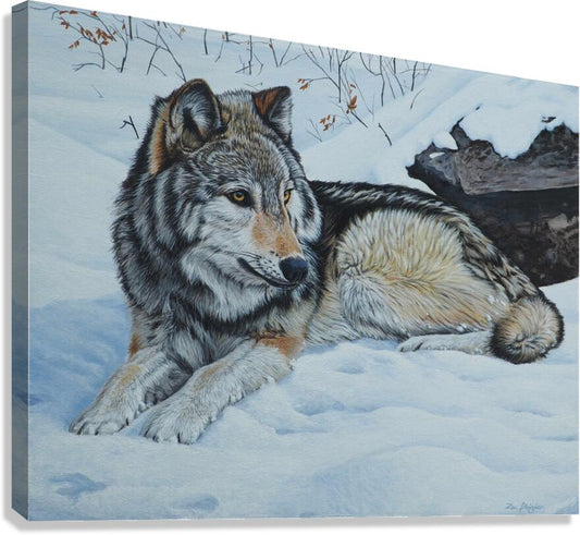 2455513 :: Giclée Stretched Canvas Print