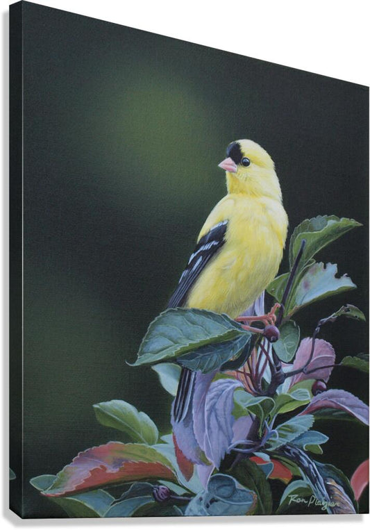 2455514 :: Giclée Stretched Canvas Print