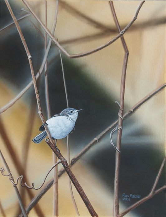 Grey Gnatcatcher 14"x18" - Sold - image 0