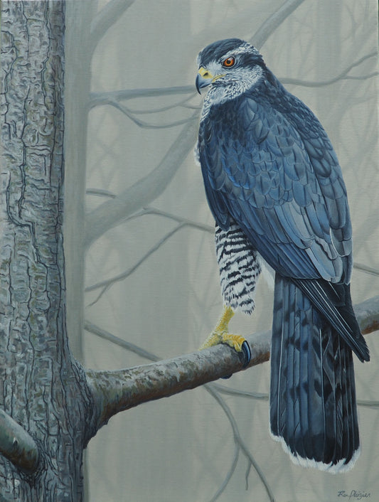 Dauntless - Northern Goshawk Original 24"x18" Original Framed image 0