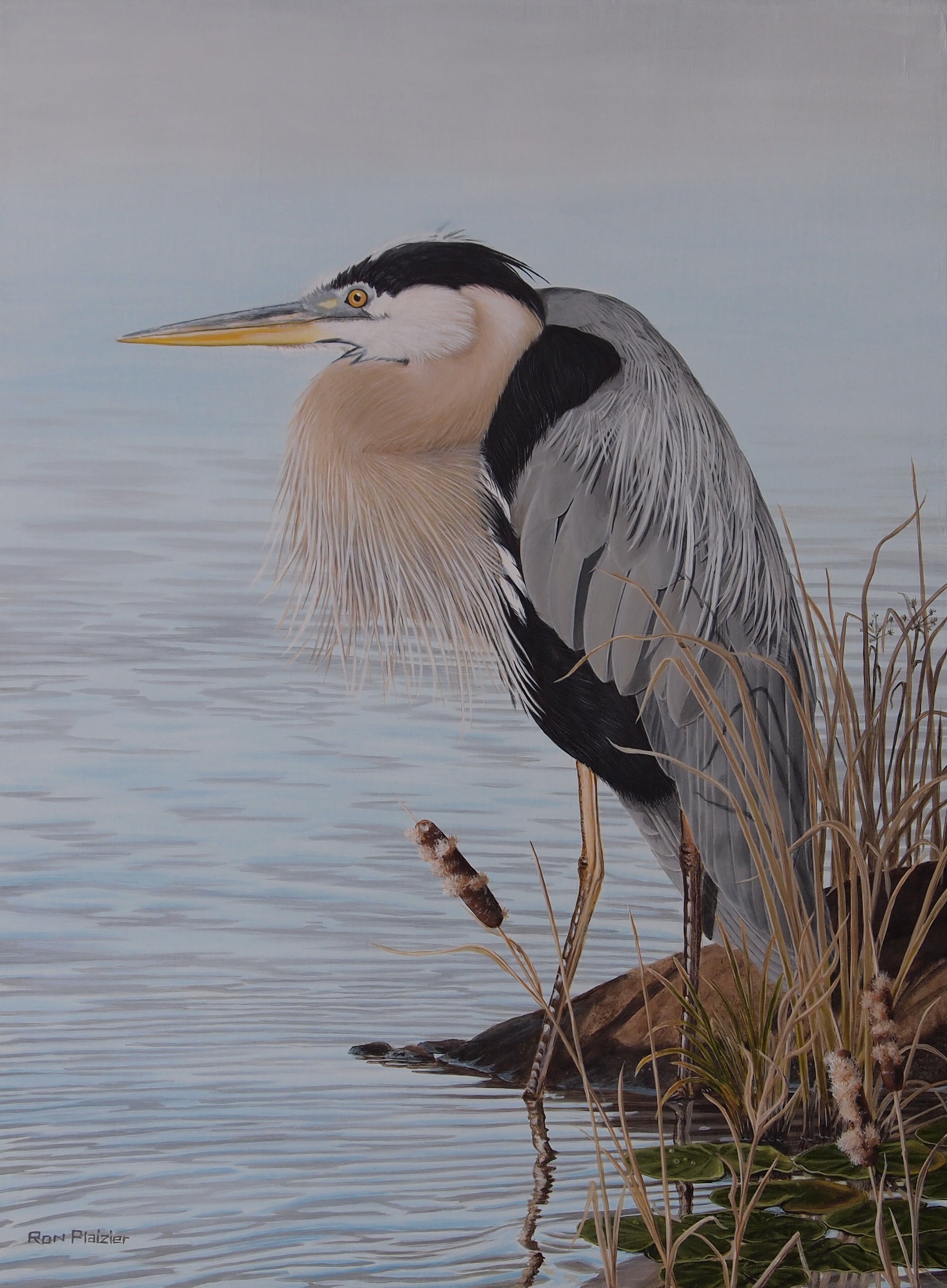 Steady Gaze - Blue Heron 24"x18" -Sold - image 0