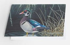 Wood Duck - Card image 0
