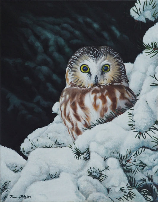Winter's Vigil - Saw Whet Owl image 0