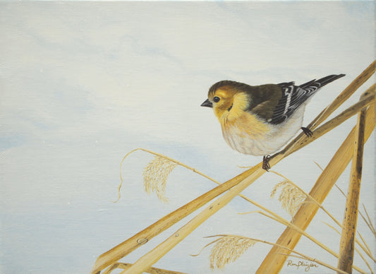 Winter Gold - Gold Finch - 9"x12" -Sold- image 0