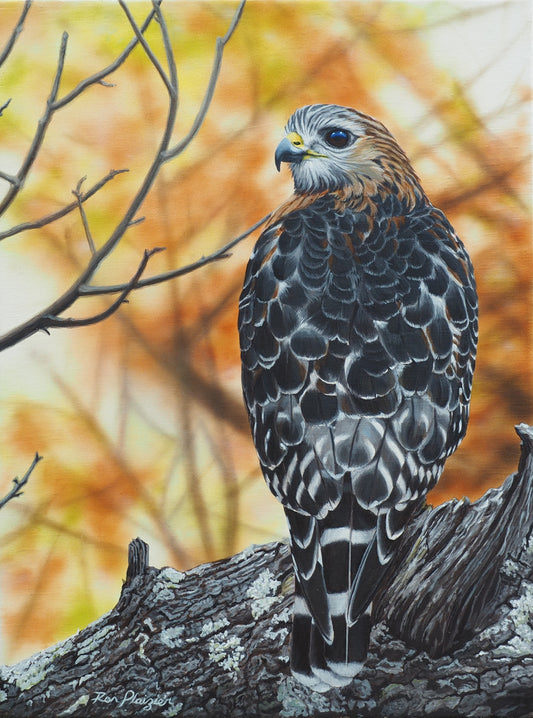 Auspice - Red-shouldered Hawk - 16"x12" -Sold- image 0