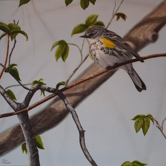 Yellow-rumped Warbler #2 12"x12" - SOLD - image 0