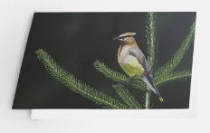 Cedar Waxwing - Card image 0